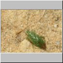 Lindenius albilabris - Grabwespe w05c 6-7mm - Lygocoris - OS-Wallenhorst Sandgrube.jpg